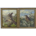 F. P. Wright (British, late 19th century): two avian studies, each signed lower right, one dated 188... 