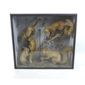 A late 19th century taxidermy of a scurry of red squirrels in glazed display case, featuring two adu... 