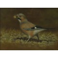 Nigel Hemming (British, b. 1957): an original pastel depiction of a jay, with an acorn in its beak, ... 