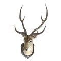 An early 20th century Rowland Ward taxidermy Stag's head, on wooden shield mount, with label to back... 