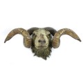 An early 20th century taxidermy of a ram's head, 53cm wide, 25cm deep, 25cm high.