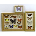 A group of three glazed cases containing mounted taxidermy butterflies, mostly South American specie... 