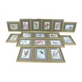 A group of Cash's jacquard silk pictures, depicting various species of birds, each glazed and framed... 
