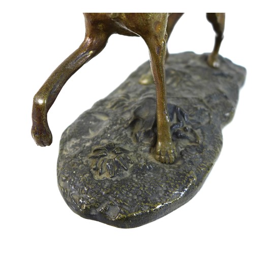 65 - A bronze sculpture of a whippet or lurcher, early 20th century, modelled in standing pose with raise... 