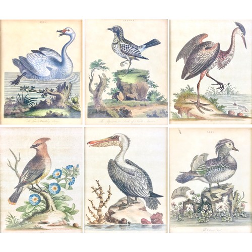 178 - After George Edwards (English, 1694-1773): six 18th century ornithological engravings, all hand colo... 