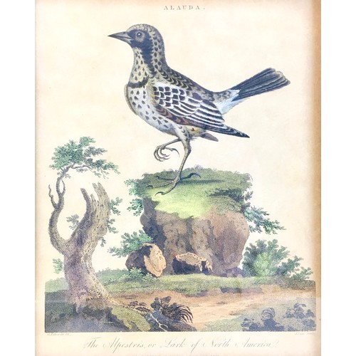 178 - After George Edwards (English, 1694-1773): six 18th century ornithological engravings, all hand colo... 