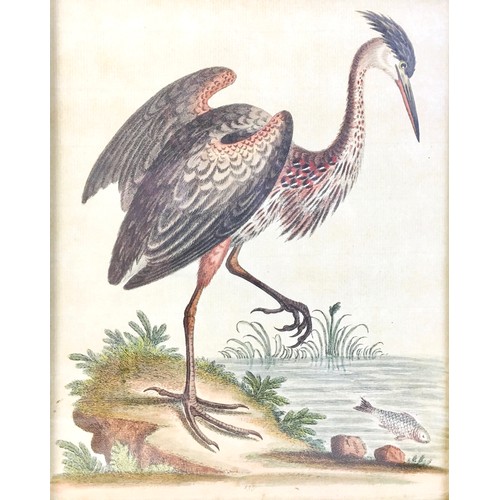 178 - After George Edwards (English, 1694-1773): six 18th century ornithological engravings, all hand colo... 