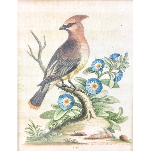 178 - After George Edwards (English, 1694-1773): six 18th century ornithological engravings, all hand colo... 