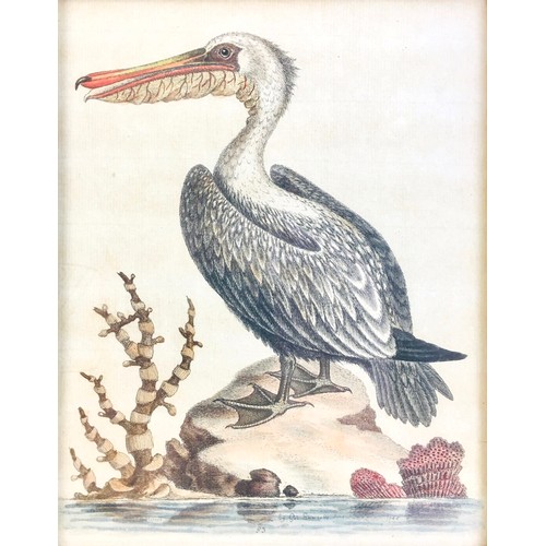 178 - After George Edwards (English, 1694-1773): six 18th century ornithological engravings, all hand colo... 