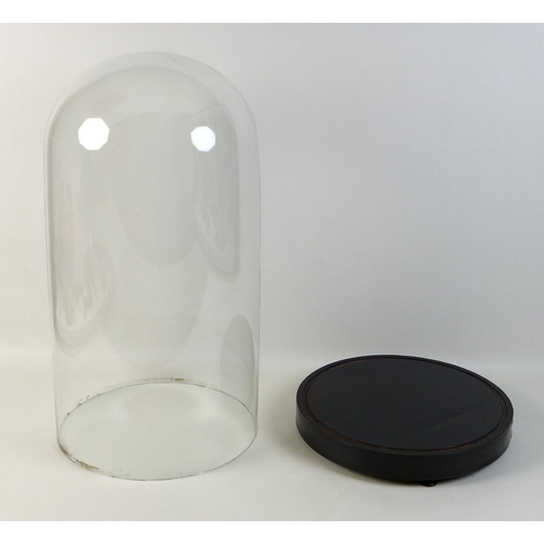 117 - A large Victorian glass dome, on a circular ebonised wooden base with three feet, 30 by 55cm high.