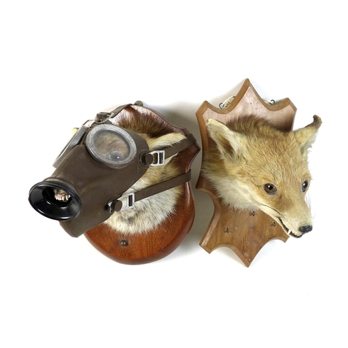 280 - Two taxidermy fox heads, each on a shield mount, one by G D Alderman, dated 1968, the other unnamed,... 