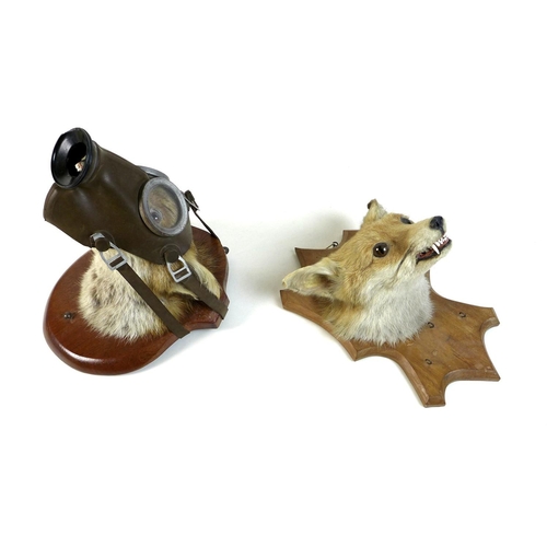 280 - Two taxidermy fox heads, each on a shield mount, one by G D Alderman, dated 1968, the other unnamed,... 