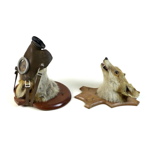 280 - Two taxidermy fox heads, each on a shield mount, one by G D Alderman, dated 1968, the other unnamed,... 