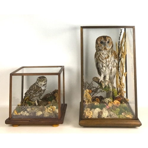 281 - Two cased taxidermy owls with prey, a Boreal Owl with small bird, 29 by 32 by 29cm high, and a Tawny... 