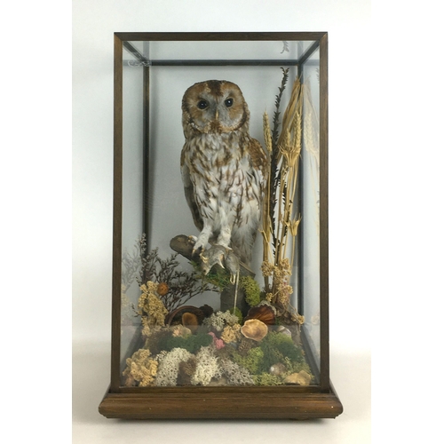 281 - Two cased taxidermy owls with prey, a Boreal Owl with small bird, 29 by 32 by 29cm high, and a Tawny... 