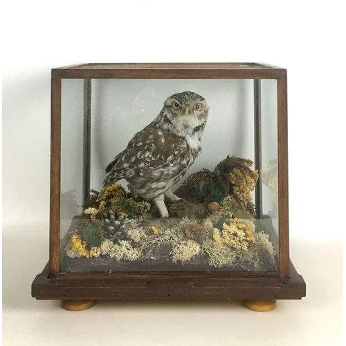 281 - Two cased taxidermy owls with prey, a Boreal Owl with small bird, 29 by 32 by 29cm high, and a Tawny... 