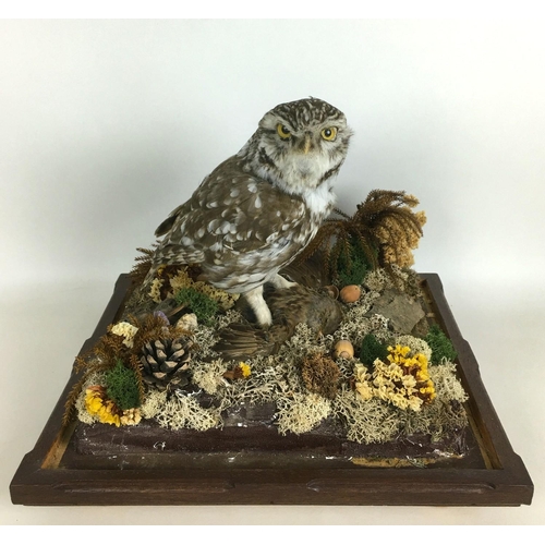 281 - Two cased taxidermy owls with prey, a Boreal Owl with small bird, 29 by 32 by 29cm high, and a Tawny... 