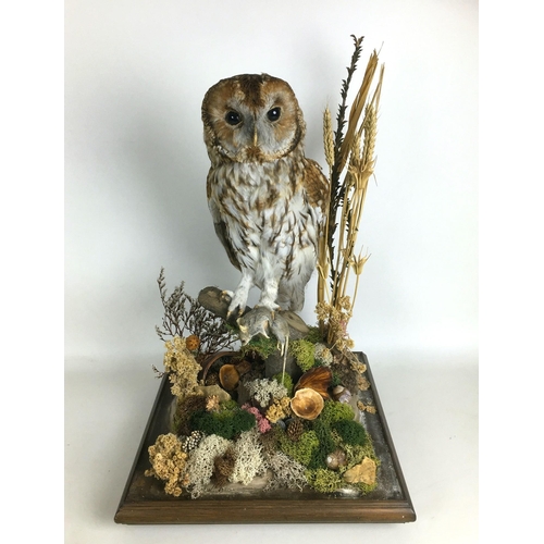 281 - Two cased taxidermy owls with prey, a Boreal Owl with small bird, 29 by 32 by 29cm high, and a Tawny... 