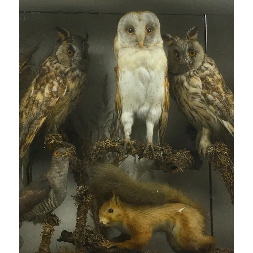 282 - An early 20th century cased taxidermy parliament of two long eared owls and a barn owl, together wit... 