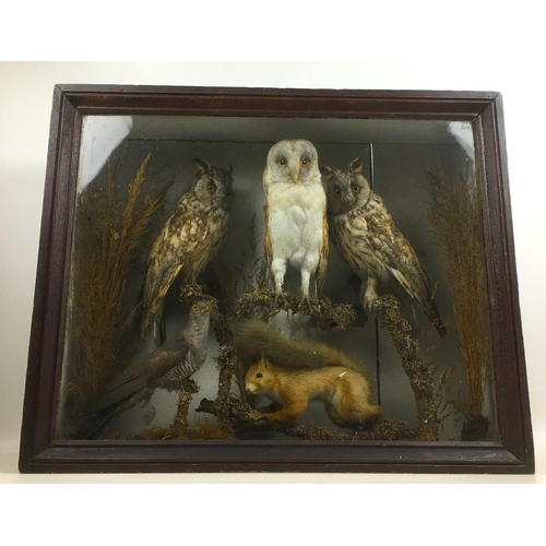 282 - An early 20th century cased taxidermy parliament of two long eared owls and a barn owl, together wit... 