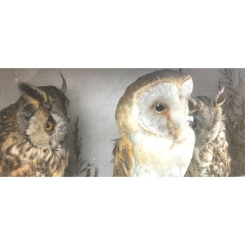 282 - An early 20th century cased taxidermy parliament of two long eared owls and a barn owl, together wit... 