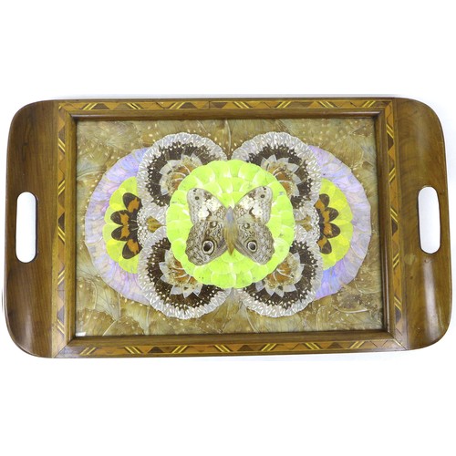 38 - A vintage wooden tray, inset with an arrangement of butterfly wings behind glass, 28.5 by 47cm.