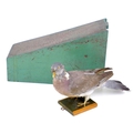 An early 20th century taxidermy decoy pigeon with wooden case, the pigeon fitted to a wooden plinth ... 