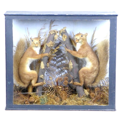 183 - An early 20th century taxidermy of a pair of red Squirrels, mounted within a naturalistic setting wi... 