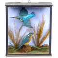A 20th century taxidermy of a pair of Kingfishers, mounted amidst a naturalistic setting within a gl... 