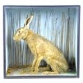 An early 20th century taxidermy Hare, possibly a Scottish Mountain Hare, mounted within a a naturali... 
