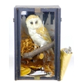 An early 20th century taxidermy of a Barn Owl, mounted admidst a part naturalistic and rooftop setti... 