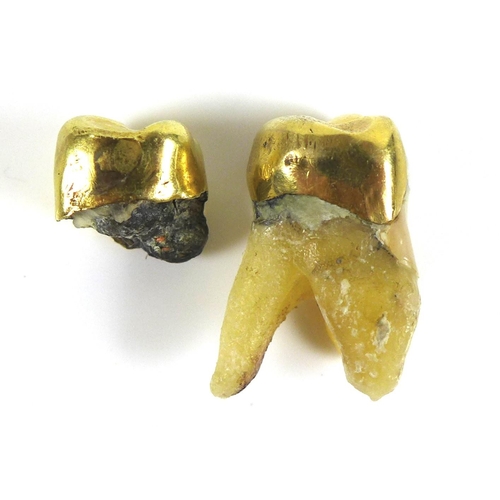 164 - Two gold dental crowns, with teeth attached, 13.0g.