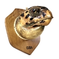 Taxidermy: a Cuban Hawksbill Turtle head, mounted upon a shield, 20 by 14cm.