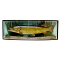 An Edwardian taxidermy pike, stuffed and mounted in naturalistic setting within a bow fronted glazed... 