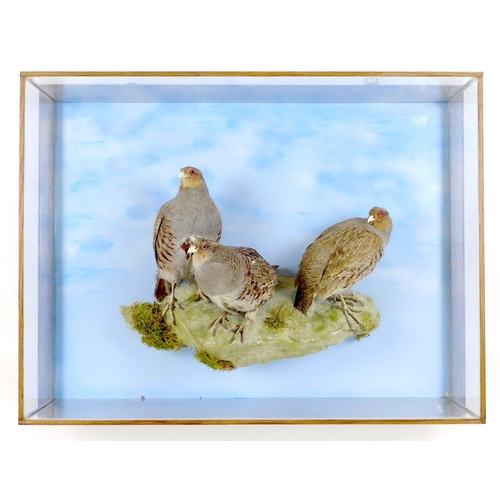 226 - A taxidermy glazed wall hanging case, of three grey legged partridge standing on a naturalistic base... 