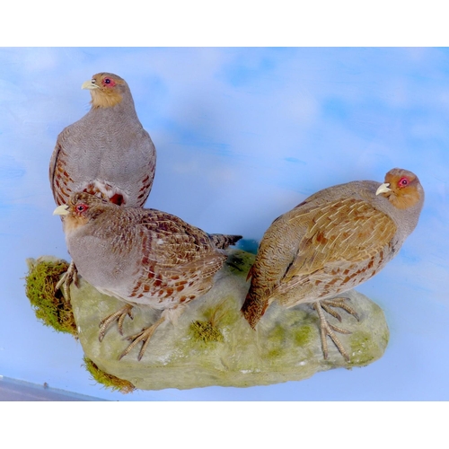 226 - A taxidermy glazed wall hanging case, of three grey legged partridge standing on a naturalistic base... 