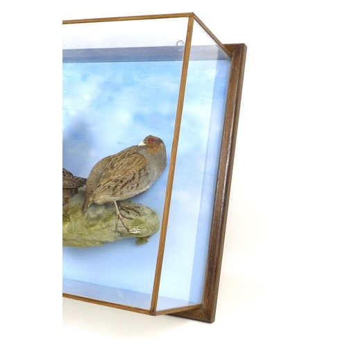 226 - A taxidermy glazed wall hanging case, of three grey legged partridge standing on a naturalistic base... 