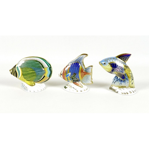 29 - A group of three Royal Crown Derby paperweights, all modelled as fish, comprising 'Guppy Fish', limi... 