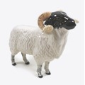 A Beswick Black-Faced Ram, model 3071, head lifted upwards, black and white - gloss, 12 cm high, box... 