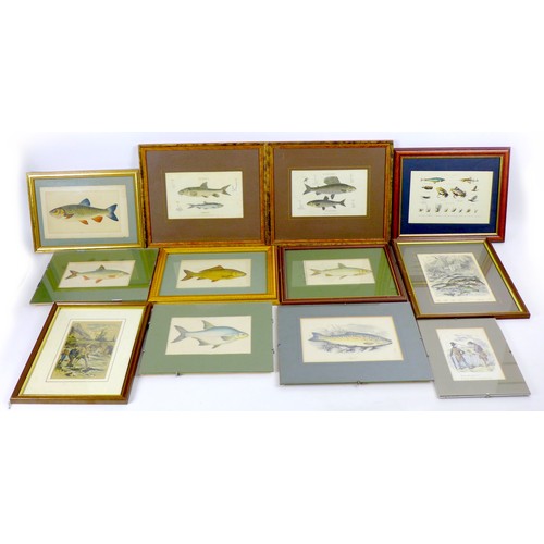 48 - A collection of twelve 19th century and later fish themed prints, including some hand coloured examp... 