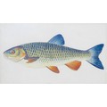 A collection of twelve 19th century and later fish themed prints, including some hand coloured examp... 