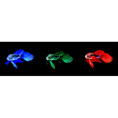 84 - Three Swarovski siamese fighting fish, comprising green A7644 NR 000 006, red A7644 NR 000 013, blue... 