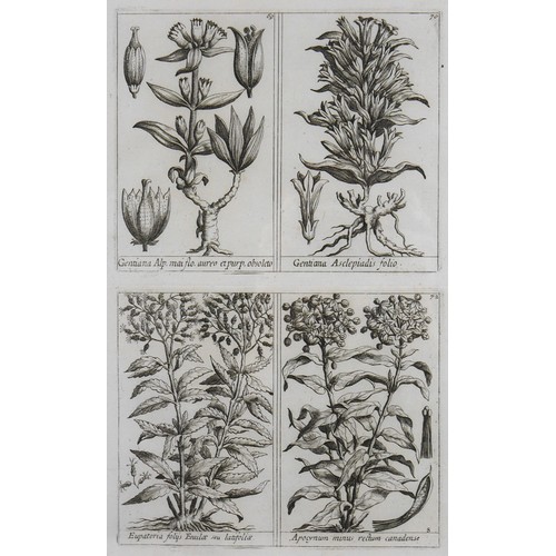9 - A pair of French 18th century copperplate botanical engravings, from Plantae per Galliam, Hispaniame... 