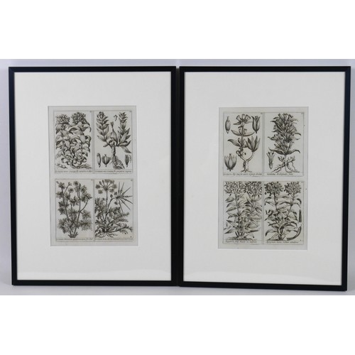 9 - A pair of French 18th century copperplate botanical engravings, from Plantae per Galliam, Hispaniame... 