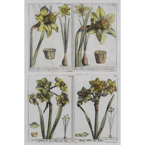 13 - A pair of French 18th century copperplate botanical engravings, from Plantae per Galliam, Hispaniame... 
