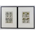 A pair of French 18th century copperplate botanical engravings, from Plantae per Galliam, Hispaniame... 