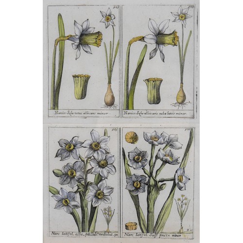 14 - A pair of French 18th century copperplate botanical engravings, from Plantae per Galliam, Hispaniame... 