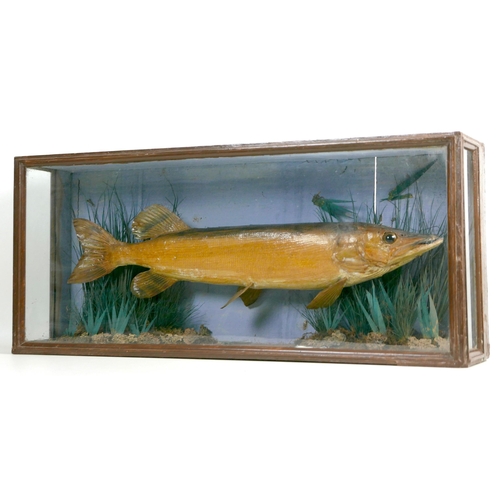 103 - An early 20th century taxidermy of a pike, mounted within a naturalistic setting, with glazed case, ... 