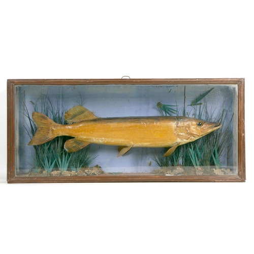 103 - An early 20th century taxidermy of a pike, mounted within a naturalistic setting, with glazed case, ... 