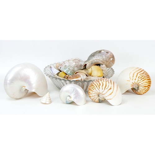 74 - A large pearl nautilus shell, 22 by 11 by 17cm, together with three other smaller nautilus shells an... 